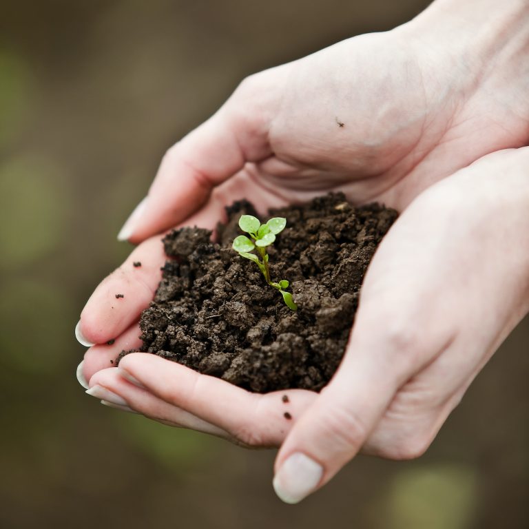 hand-holding-a-fresh-young-plant-symbol-of-new-life-and-environ.jpg